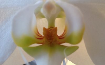The miraculous wonder of creation