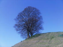 Hill Tree Sky