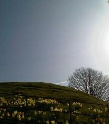 The Proof of Spring…Sky Hill Tree.. Daffodils!!