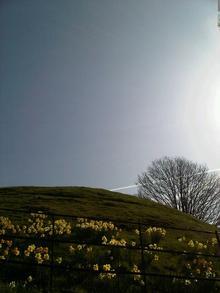 The Proof of Spring…Sky Hill Tree.. Daffodils!!