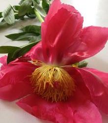 I love peonies…