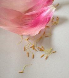 Love and Petal… From Annie xxx