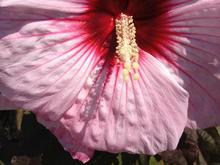 Here’s a giant pink hibiscus flower
