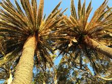 There’s something about palm trees