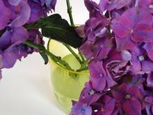 Sending out some purple hydrangeas