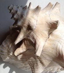 Design by Nature!