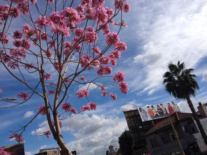 A walk along Sunset Boulevard this morning..