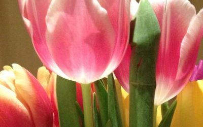 The joy of flowers before their petals fall..