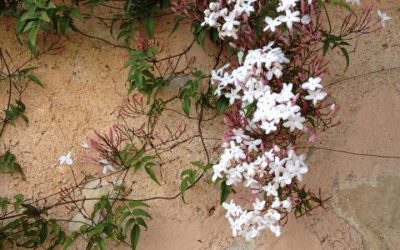Here's some exquisite jasmine in bloom.