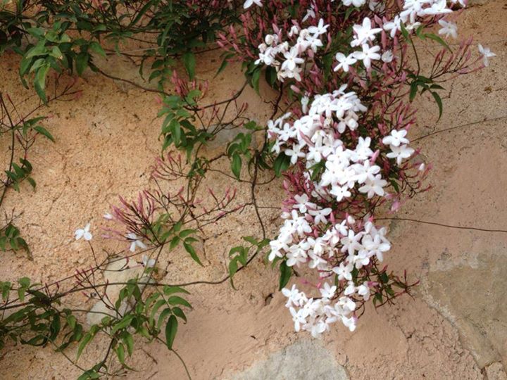 Here's some exquisite jasmine in bloom.