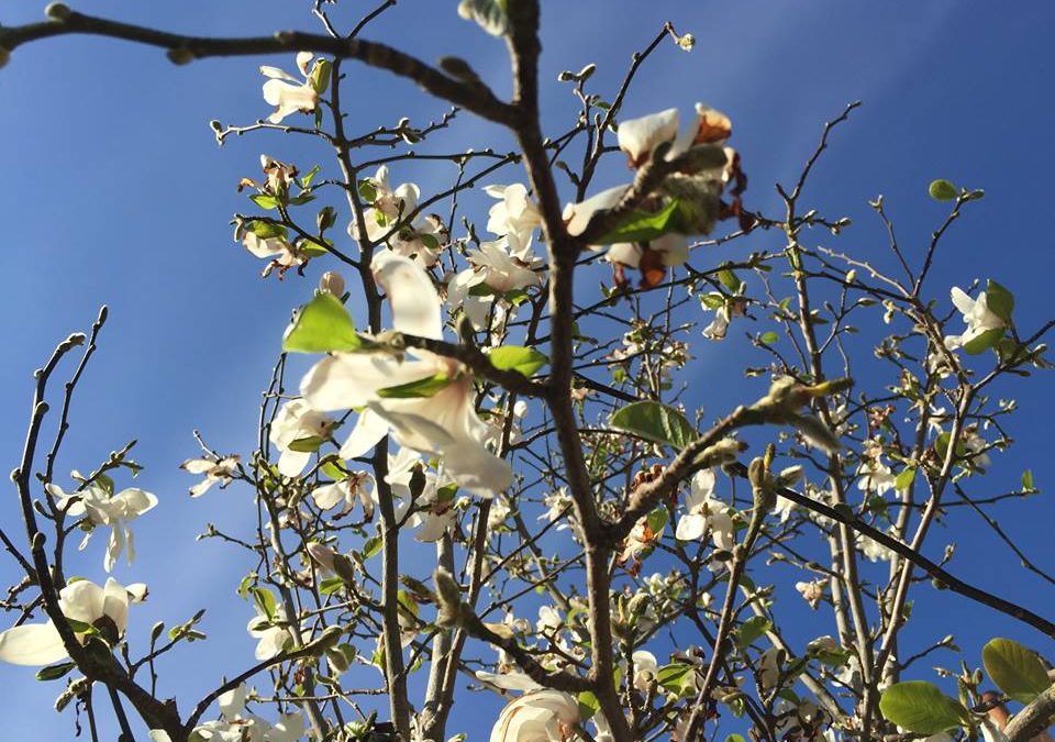 Spring has sprung in secret London