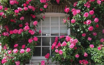 A ring of roses in Secret London