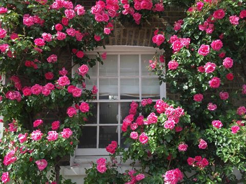 A ring of roses in Secret London