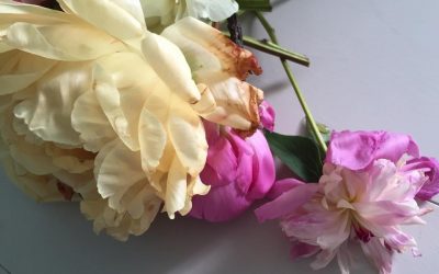 Now the flowers have lost their bloom…