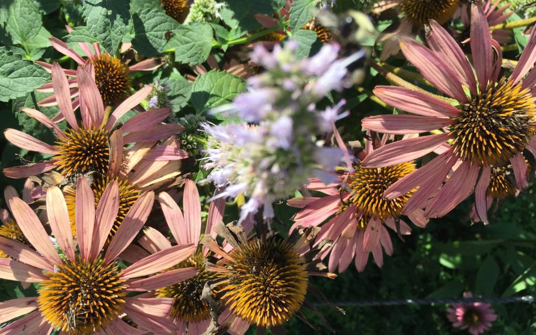 Here are some gentle flowers