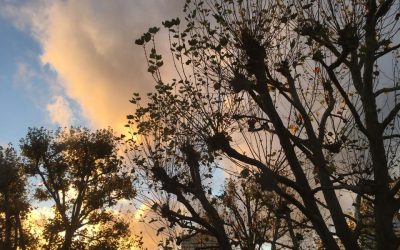 Sky and tree moments of Secret London in November… Goodbye leaves!