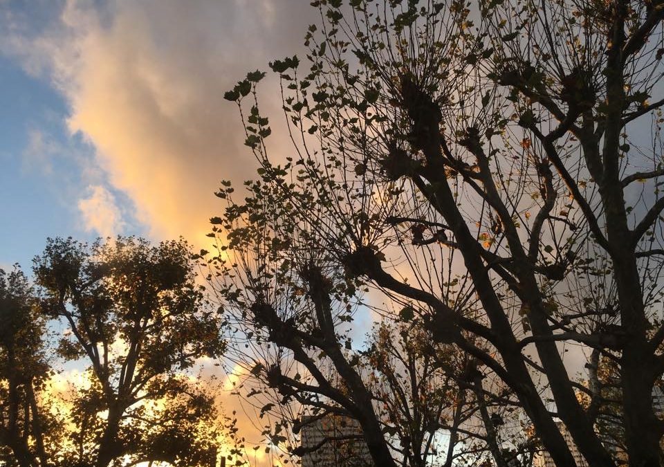 Sky and tree moments of Secret London in November… Goodbye leaves!