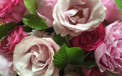 These roses are dedicated to our beloved Ian Jones…