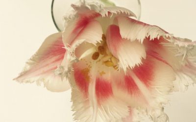 Ragged edged tulip for a peaceful Sunday!