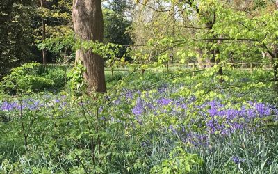 Wild woods of Secret London..