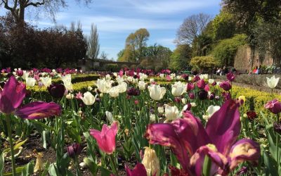 Glorious tulips of Secret London