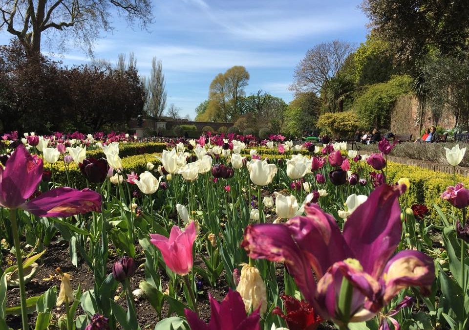 Glorious tulips of Secret London