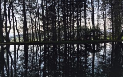 Zen Tree Reflections in Water…