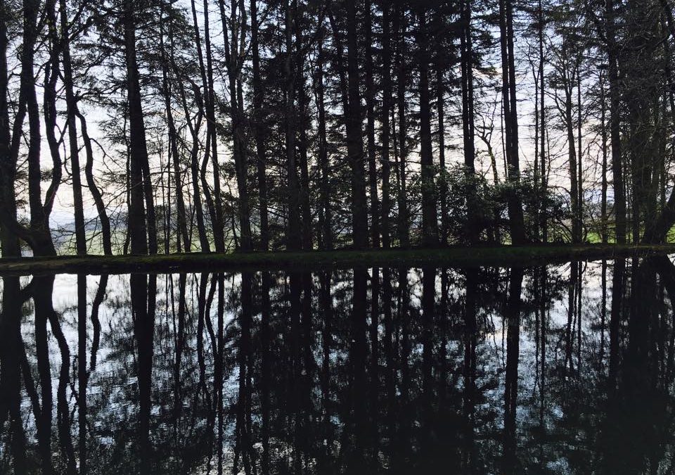 Zen Tree Reflections in Water…