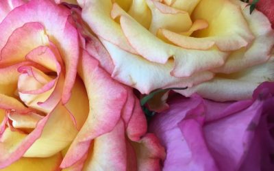 Some beautiful roses I saw earlier today…