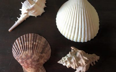 Four beautiful sea shells.. Each one different