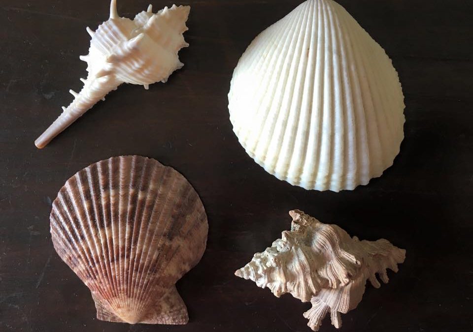 Four beautiful sea shells.. Each one different