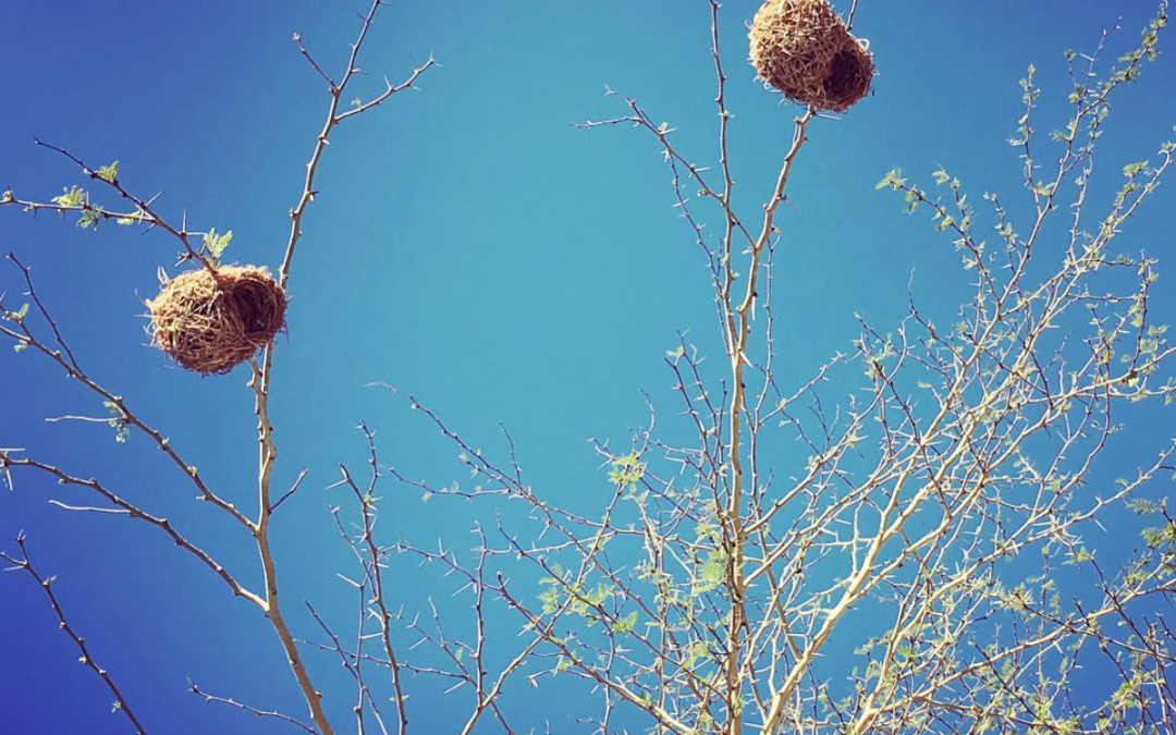 The miraculous architecture of two tiny weaver bird nests…