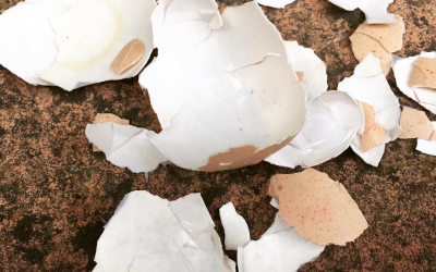 Egg shells…