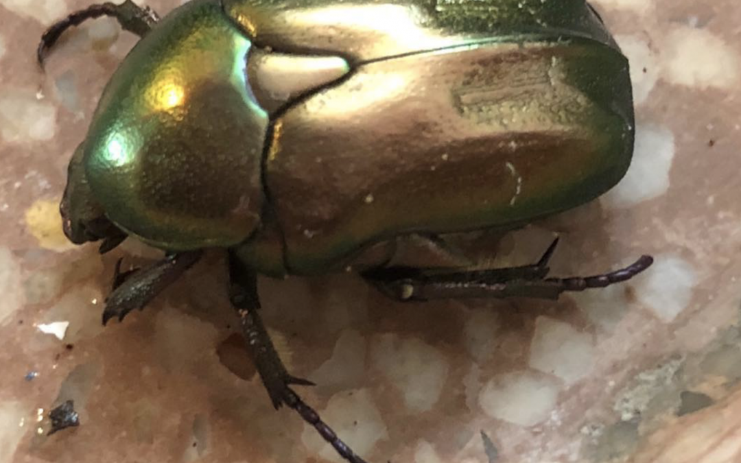 This lustrous scarab beetle flew into the window