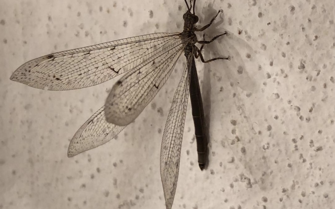 Exquisite life form resting on the kitchen wall…