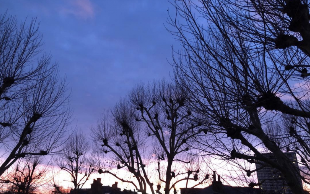 A conspiracy of trees at sunset in London..