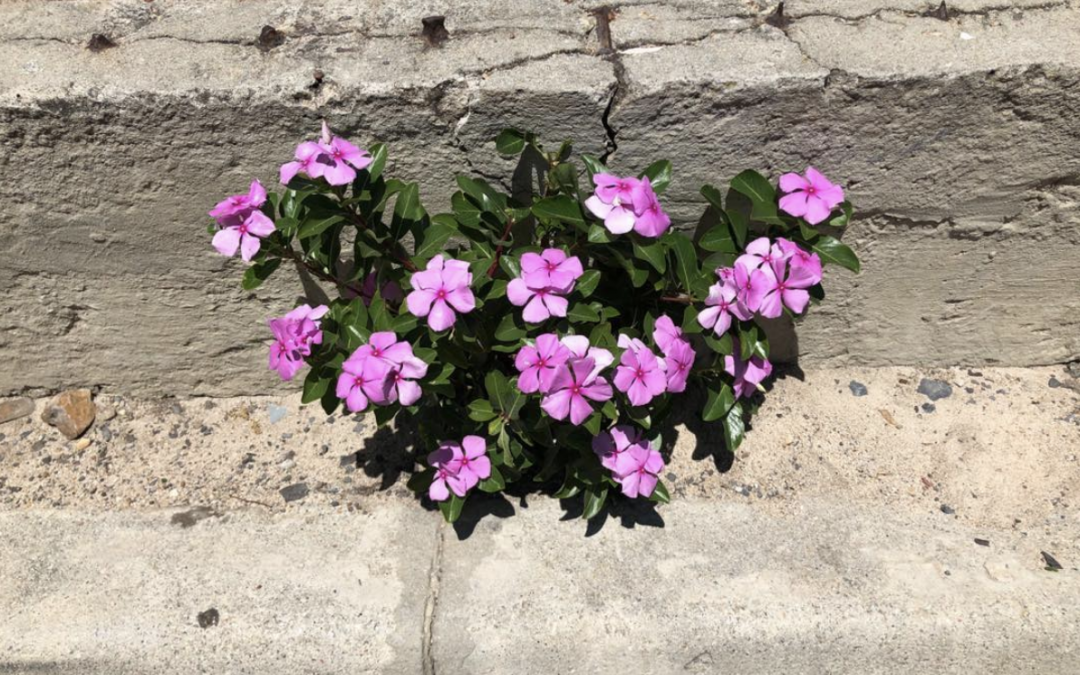 Beauty in the pavement cracks.. in spite of it all!