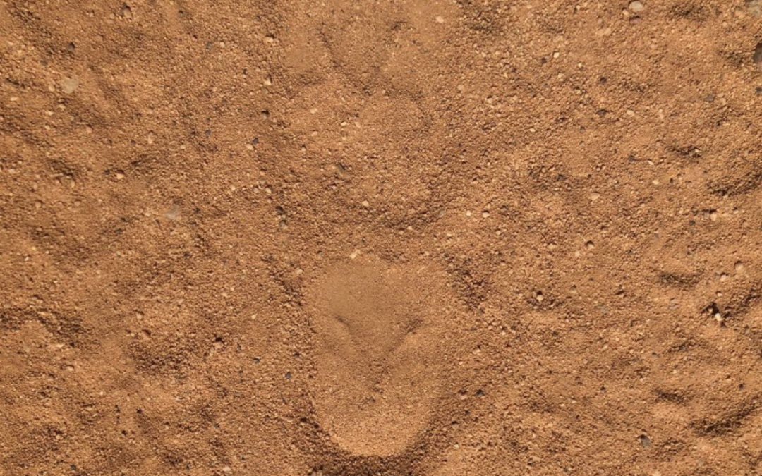 Zebra hoof-prints in the sand next to the tyre tracks..