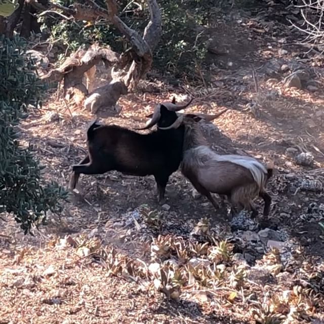 Two male wild goats literally ‘locking horns’ in male dominance ritual. I’m not sure whether either of them got hurt, but they were head to head for quite some time. Totally focused, like Sumo wrestlers, both intent on victory. Ouch!! It reminded me of something… ( fill in the blank if you will!)