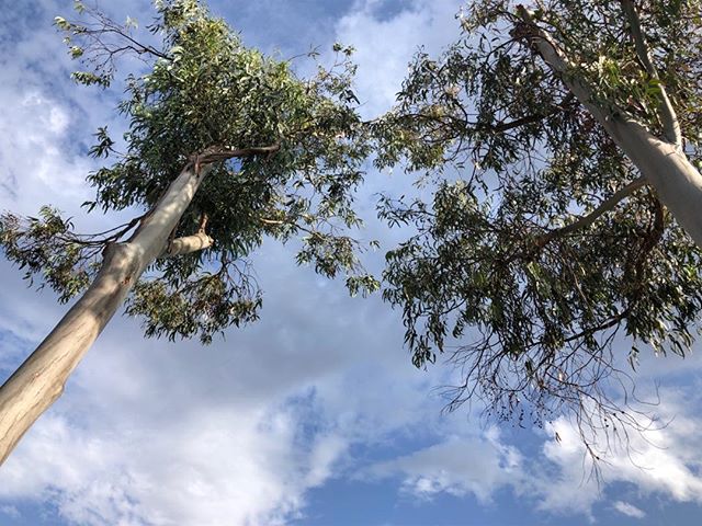 Eucalyptus…