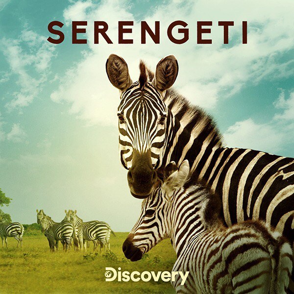 Serengeti Premieres Today August 4th at 8p on Discovery and the Discovery GO app. @lolalennox @Discovery #Serengeti