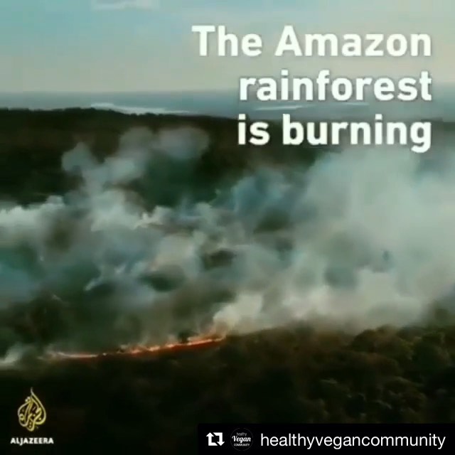 Thank you for sending your thought provoking responses to yesterday’s post.. When I first had the privilege of visiting Brazil and the Amazon Rainforest almost 30 years ago, I was already highly aware of the rampant deforestation taking place, and although the situation had a sense of ‘urgency’ back then, I still had some hope that whoever was in power would make sure to protect this priceless global treasure – the ‘Lung of the World’- it’s indigenous people, plants and life forms.. Now it seems we are past the point of no return. There are people in power intent on wanton destruction, corruption, criminality and ruthless exploitation. And ‘we’ are also all culpable as part of the Global consumerist society. It is so profoundly disheartening to feel powerless to reverse this situation.. All I can do is post/blog and try to spread the awareness..