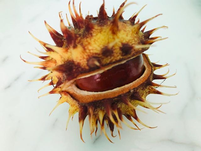 Chestnut time again… Pause to consider this miraculous wonder of nature couched in a spiky protective shell until the moment comes when it falls from mother tree to smash wide open on the ground beneath her branches..