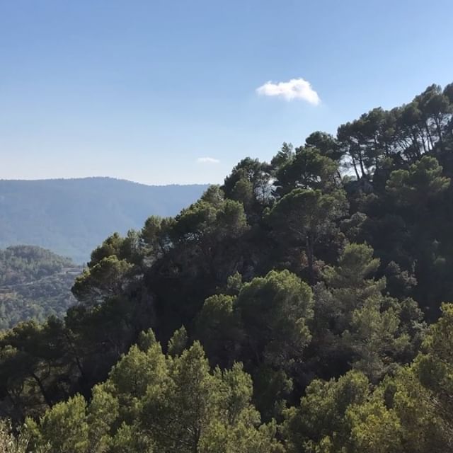 When the wind and the trees whisper to each other…