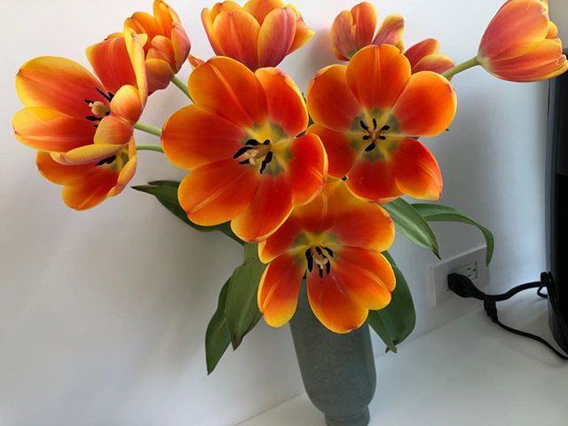 Just sharing the splendour of these beautiful tulips, as they’ve opened up to this glorious display!